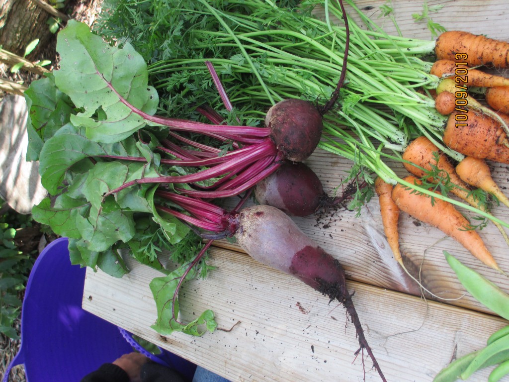 Organically grown beetroot and carrots.