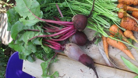 Organically grown beetroot and carrots.